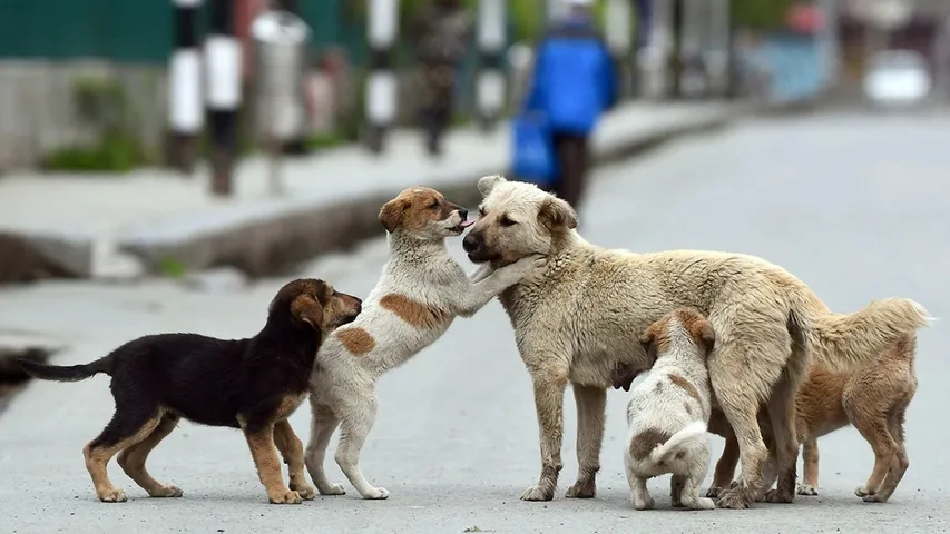 stray dogs