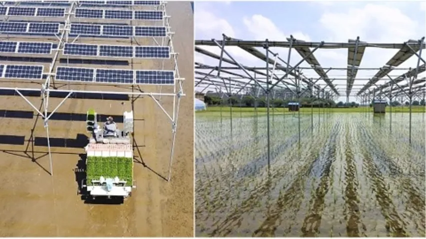 The study has highlighted rice yield vulnerability to agrivoltaic shading during wet years and advised tailored crop management to reduce impact. 