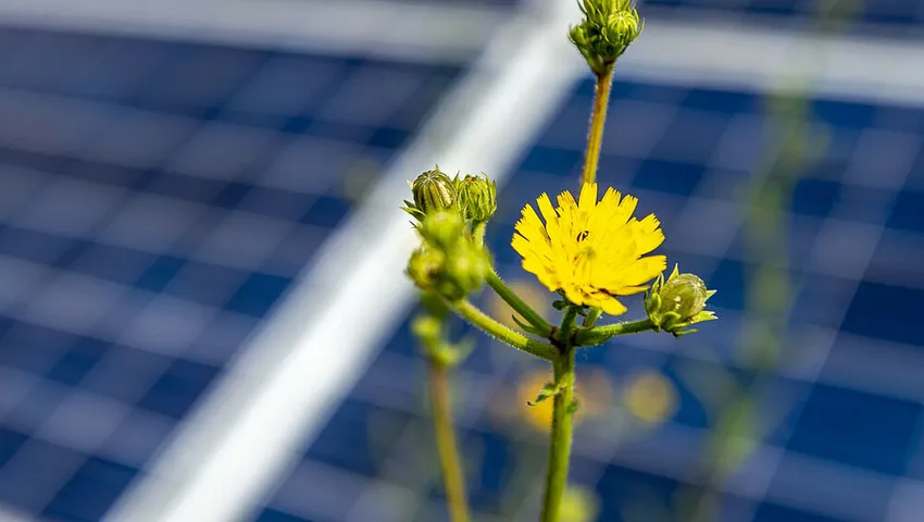 BayWa r.e. sells 517 MW (DC) PV projects in PJM and MISO regions