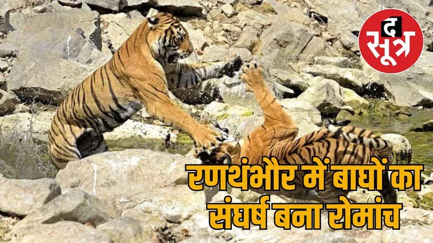 tiger