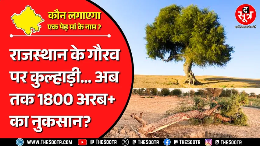 Rajasthan News| राजस्थान के गौरव 'खेजड़ी' पर कौन चला रहा कुल्हाड़ी? अब तक 1800 करोड़+ का नुकसान ?