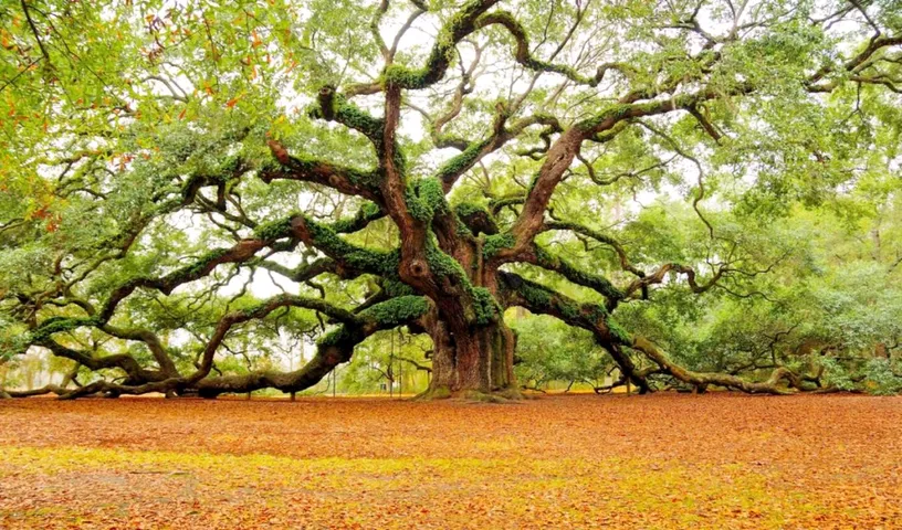 UP Government Is Giving 'Heritage'  Status To Trees Over 100 Years Of Age In A Welcome Move