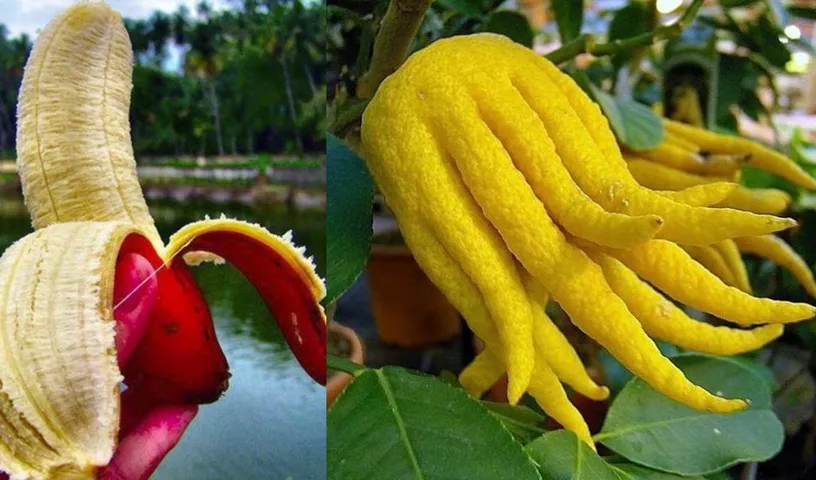 13 Unique And Rare Indian Fruits That Will amaze Your Eyes!