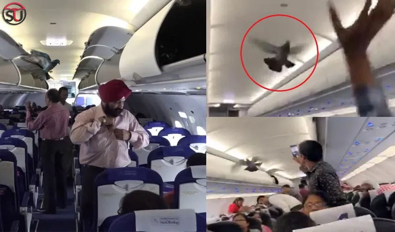 In A Bizarre News: A Pigeon Enters A GoAir  Plane, Flight Gets Delayed