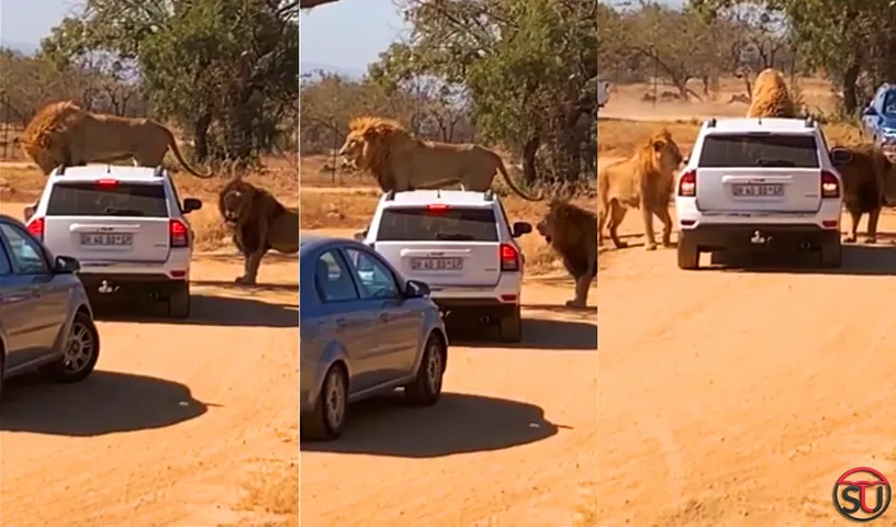 Viral Video: Lion Climbs On Top Of A Car Near Johannesburg