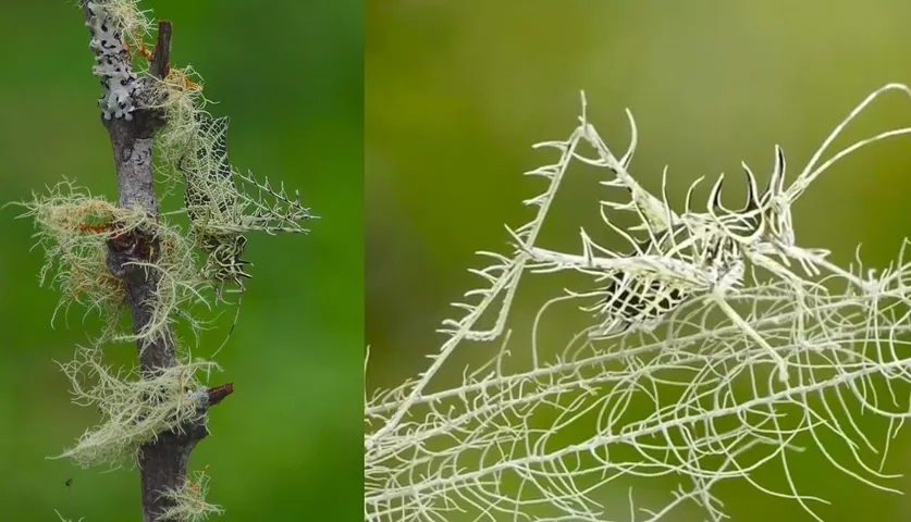 Video Of A Mysterious Creature Has Twitterati Asking 