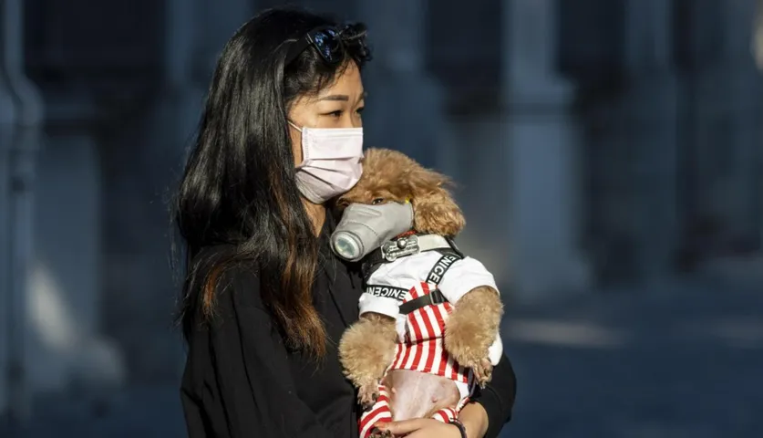 Coronavirus Scare Pet Owners More During Coronavirus Self-Quarantine