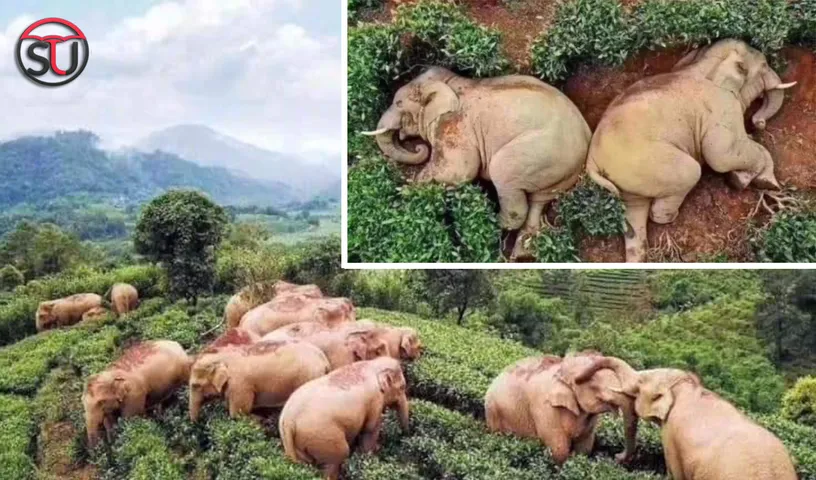 China: Picture Of Drunk Elephants Sleeping Peacefully In Tea Garden Goes Viral