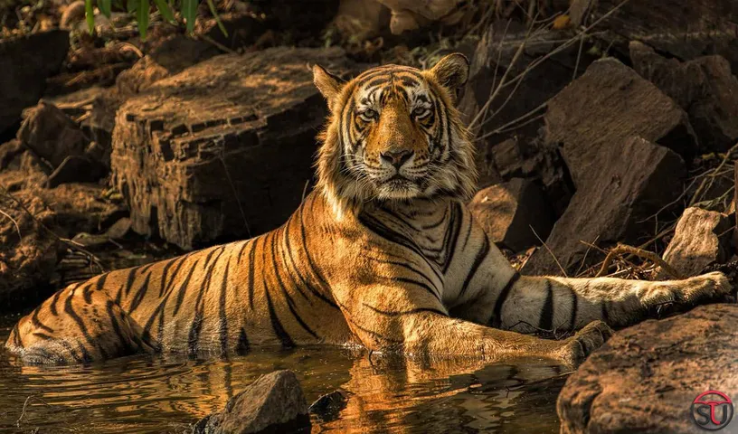 National Parks In India On High Alert After A Tiger From Bronx Zoo Tests COVID-19 Positive