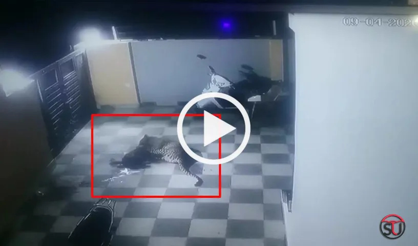 Leopard Attacking A Pet Dog In Gujarat Gets Caught On Camera. Watch Video!