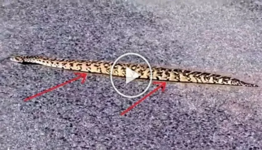 OMG: Video Of A Snake Moving Like A Caterpillar Has Left Netizens Baffled