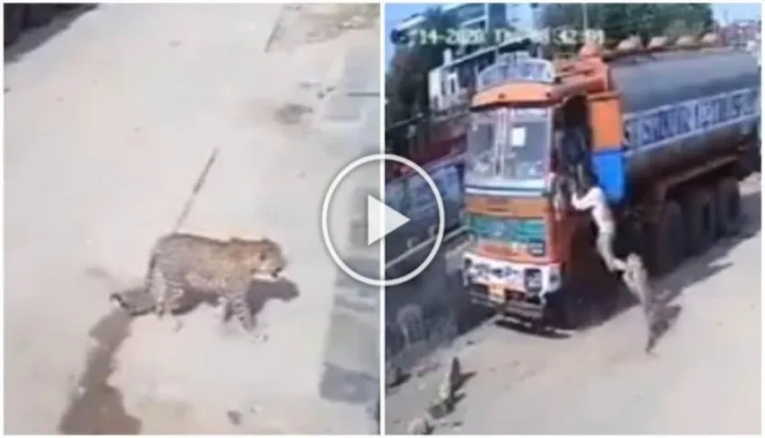 Viral Watch: Dog saves Man Attacked By A Leopard On The Street