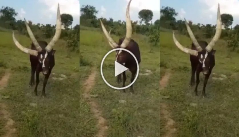 Bizarre Video: A Three-Horned Cow Recorded On Camera, Left Netizens Shocked