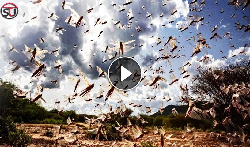 Locust Swarms Attack Madhya Pradesh, Watch How Police Is Keeping Them Away