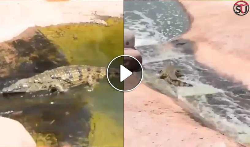 Video Of A Crocodile Having Fun In Water Is Going Viral. Watch!