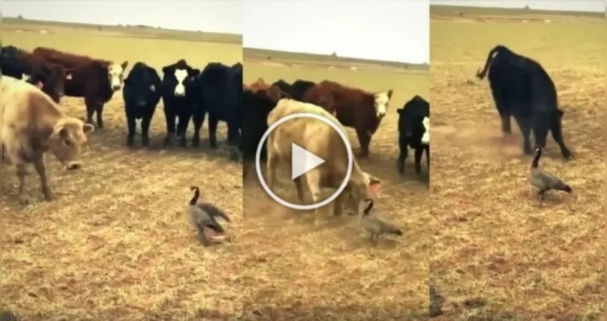 Watch It To Believe It: A Bird Scares Crowd Of Angry Cows