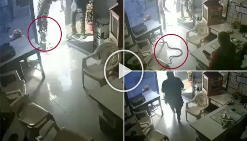 Viral: Angry Man Releases Five Snakes In Petrol Pump Owner's Cabin