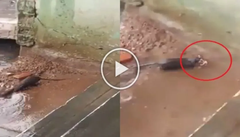 Try Not To Cry: Watch Viral Video Of A Rat Saving Babies From Drowning