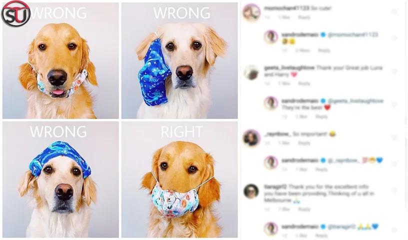 Awwdorable Puppy Shows The Right Way To Wear Masks, See Pics
