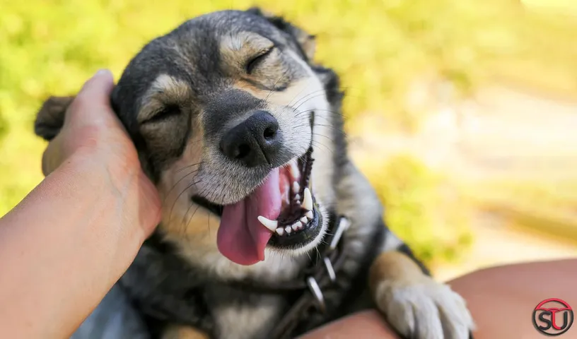4 Traits That Show Dogs Are More Human Than We Are