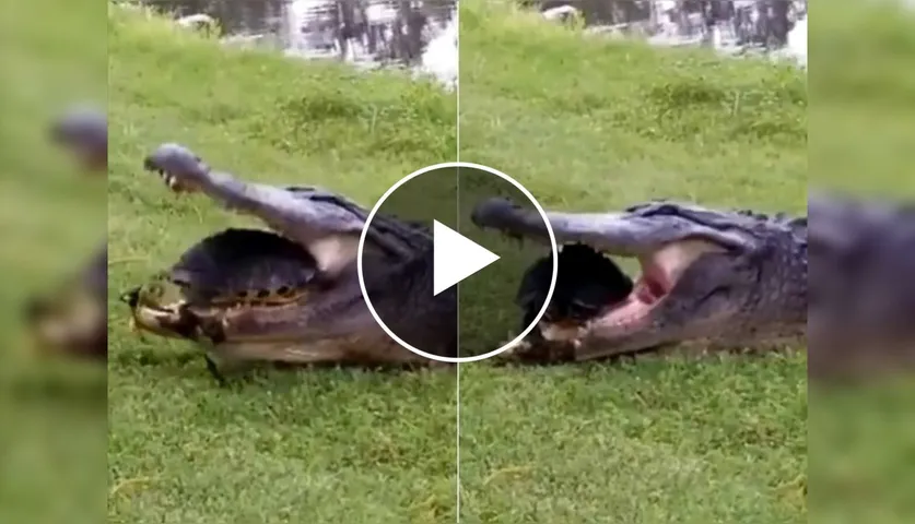 Shocking Video: Tortoise Escaped From The Jaws Of a Crocodile