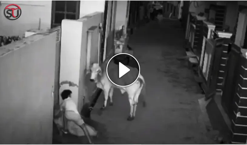 Scary Video: Bull Stamps Old Woman And Grandson Comes To Rescue, WATCH!