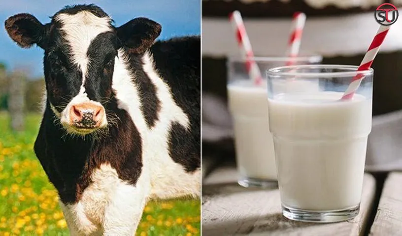 The Biggest Myth- Milk is Healthy