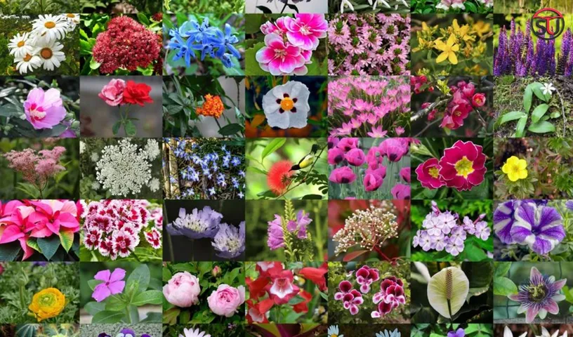Discover The Symbolic Meaning Of Different Type Of Flowers
