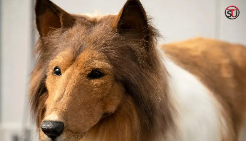 This Man Transformed Himself Into a Dog By Spending Rs 12 Lakhs in 40 Days, See Pics Here