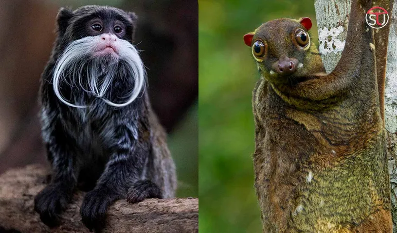 5 Most Rare and Amazing Species You Would Barely See in Life