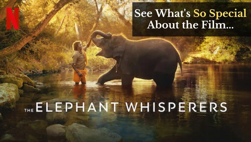 All About Elephant Whisperers: The Indian Documentary that Won Oscar in 2023!!!