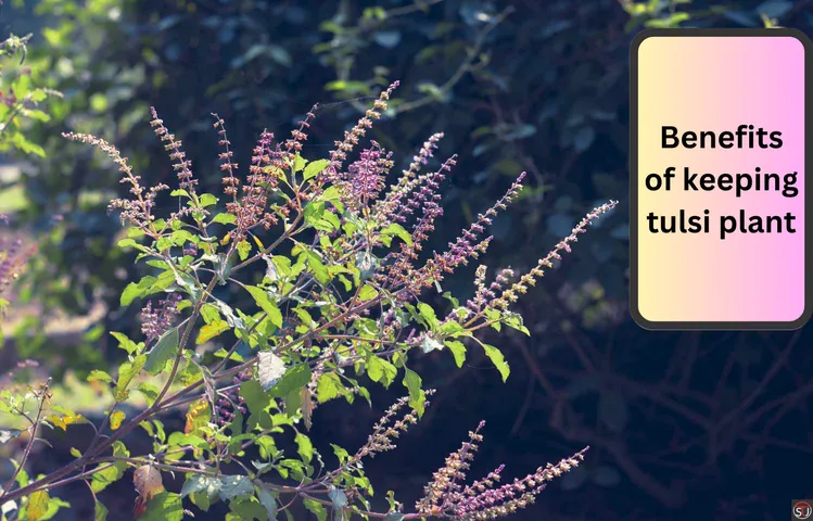 Tulsi Plant for Home as per Vastu Shastra