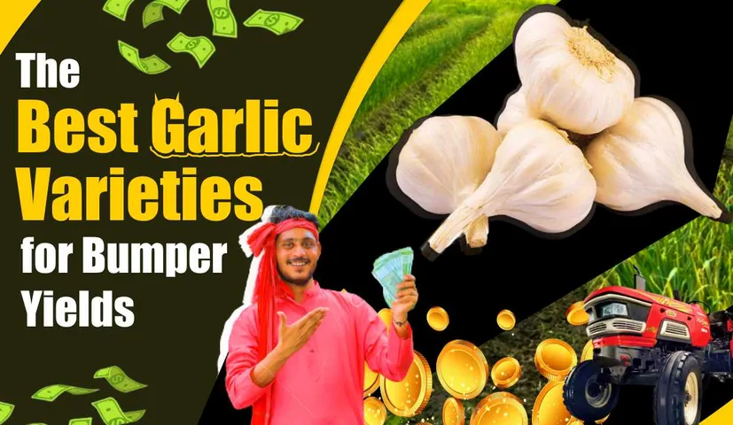 Best 4 varieties of garlic for bumper yield
