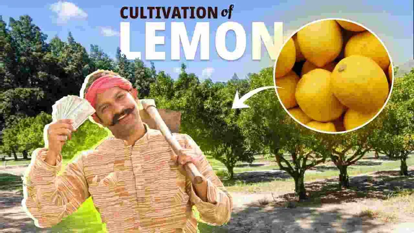 Lemon Cultivation:  Economic Impact of Lemon | Lemon Farming Unveiled | A Lucrative Venture | Art and Science of Best Way Cultivation | 4 to 5 Lakh Rupees Annually