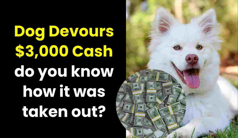 Dog Devours $3,000 Cash: do you know how it was taken out?