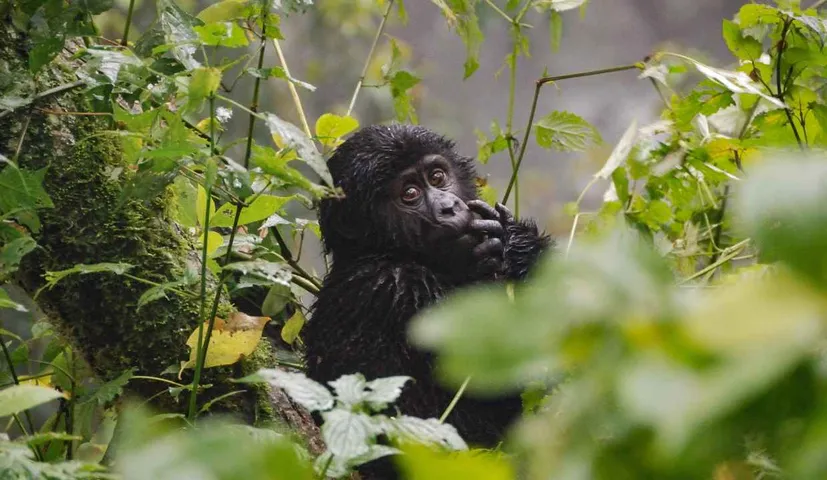 Congo Forest: Wildlife Haven and Expansion, All You Need to know
