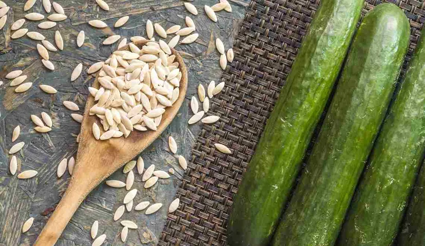 Not Only Cucumber But Cucumber Seeds Are Also A Storehouse Of Qualities, Know What Are Its Benefits