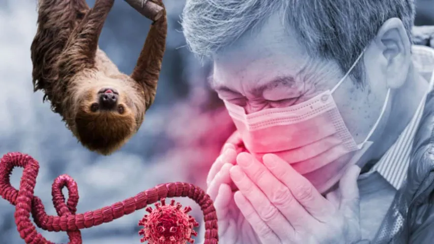 Sloth Fever A New Emerging Disease Spreading in America: Warning Alert!!!