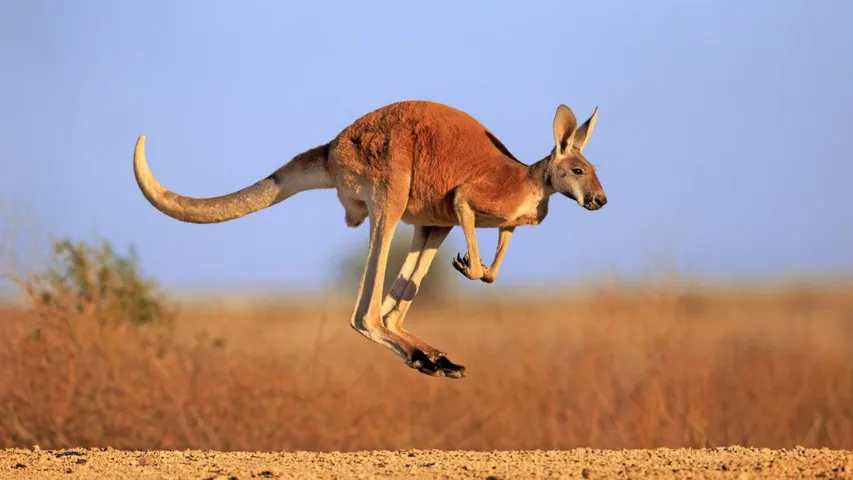 Kangaroo