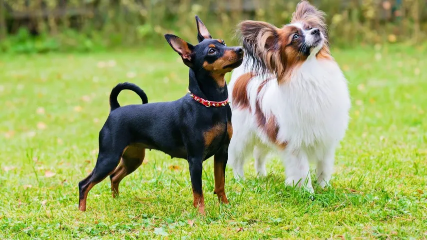 dogs