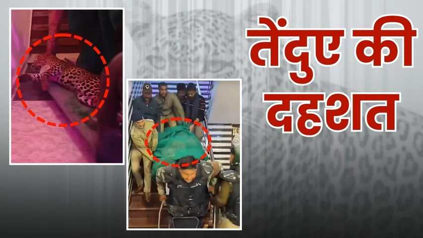 पकड़ा गया तेंदुआ 