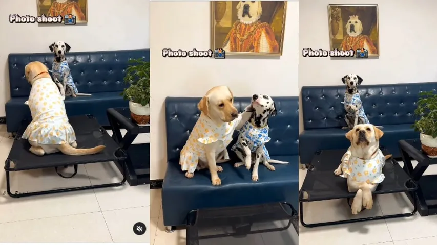 Dog Pose