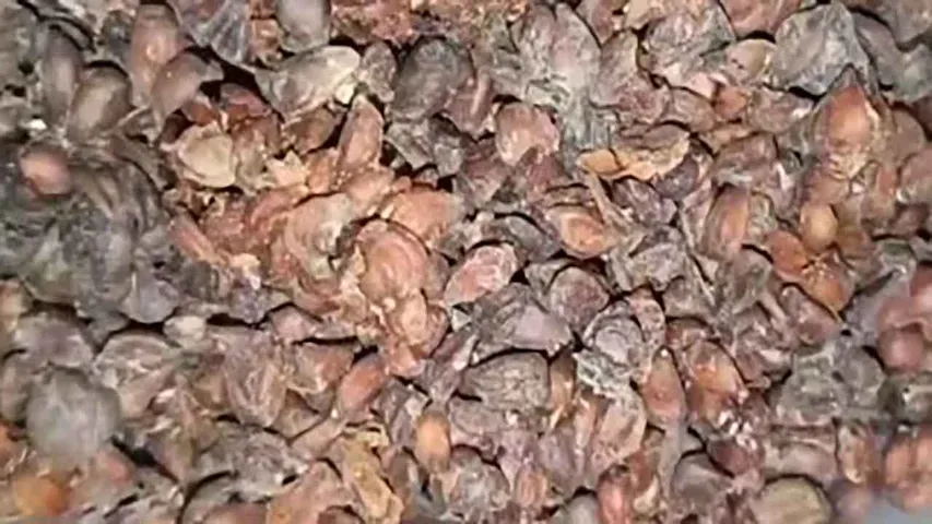 bihidana