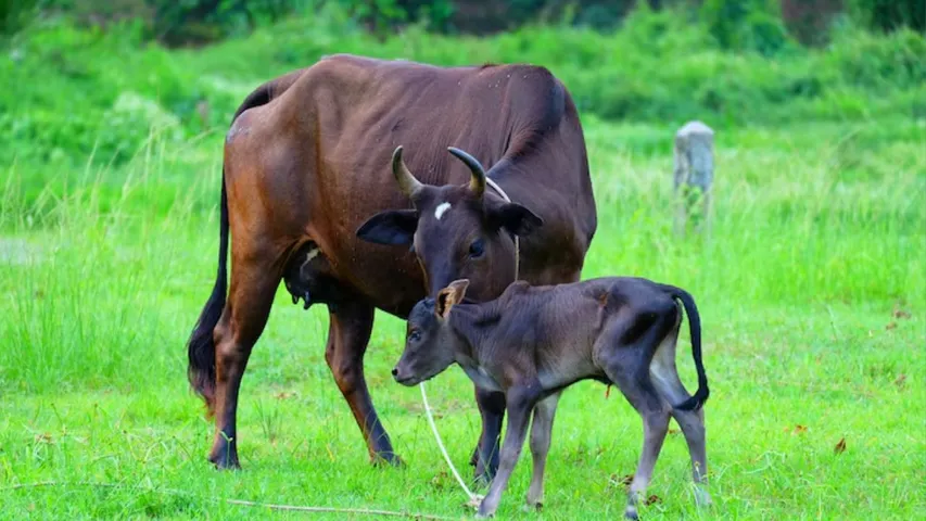 Cow, 