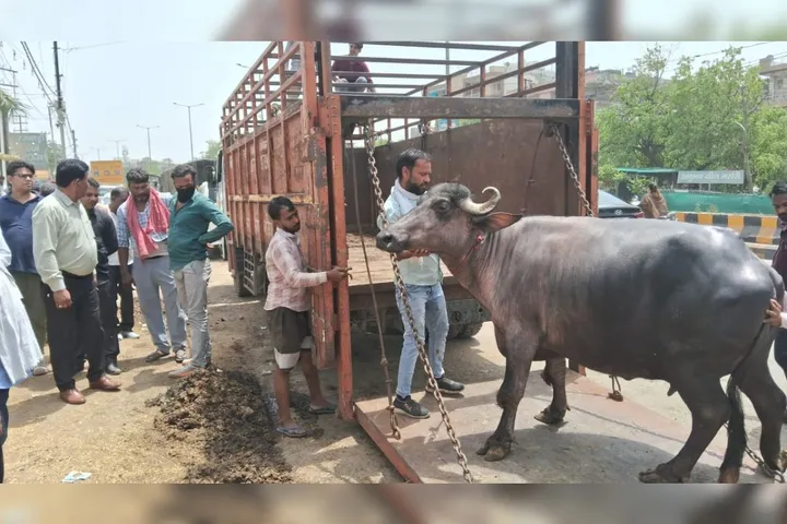 Ghaziabad: अवैध डेरियों पर चलाया बड़ा अभियान, 15 डेरियों पर 7.5 लाख रुपये का जुर्माना