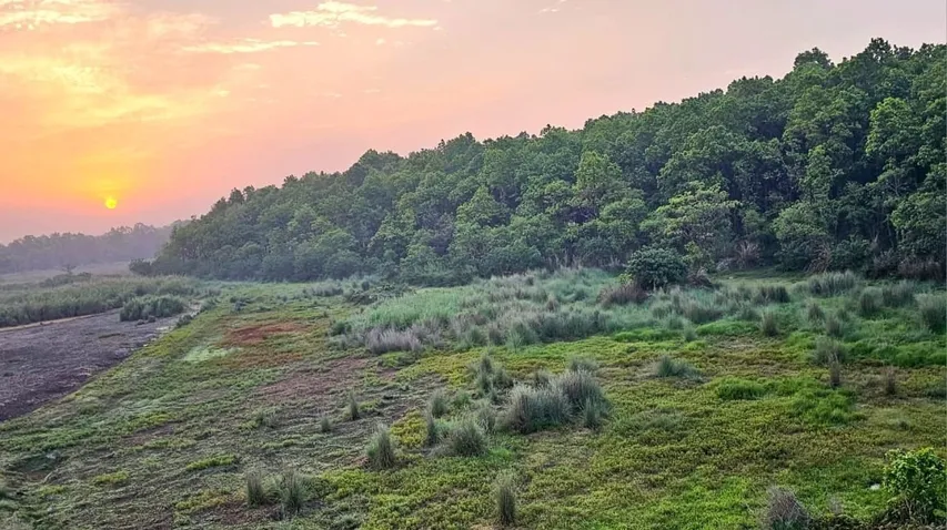 Forest area