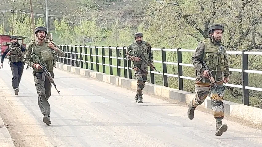 KASHMIR TERRER