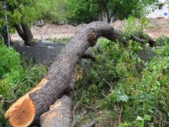 tree