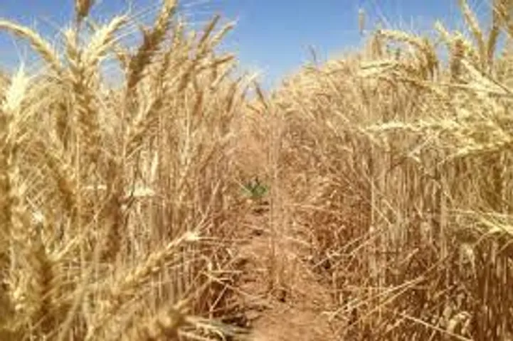 wheat
