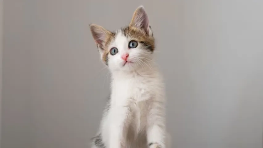 cat, Drug smuggler Cat 